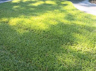 Franco F.'s Lawn Mowing service result