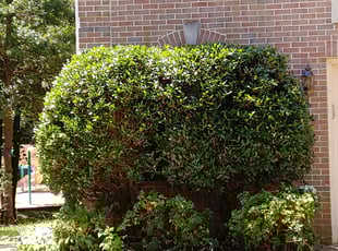 Bush Trimming by Terrence Hawkins for Deanna B. in Bowie, MD