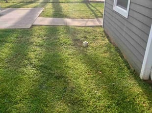 Dellyion B.'s Lawn Maintenance service result