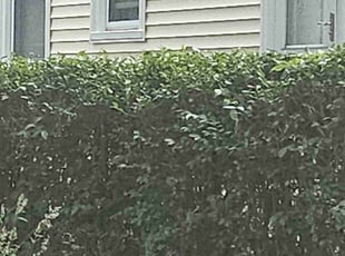 Bush Trimming by Albert Brown for Elizabeth G. in Boston, MA