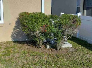 Bush Trimming by J. Shawn Addington for Lorolei W. in Apollo Beach, FL