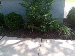 Bush Trimming by Dakota Lally for Nick P. in Oklahoma City, OK