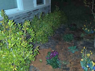 Bush Trimming by Jeff Lock for Christina G. in Clayton, NC