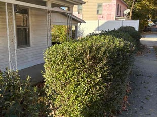 Bush Trimming by Terrence Rogers for dan O. in Ansonia, CT