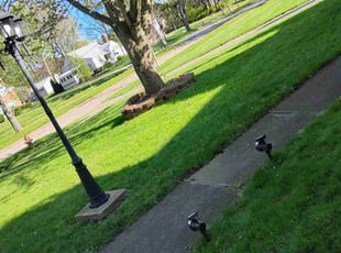 Corey S.'s Grass Cutting service result