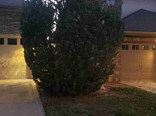 Bush Trimming by Angela Shinaut for Marianna S. in Littleton, CO