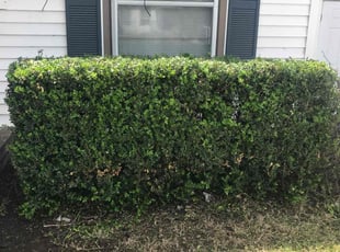 Bush Trimming by Juan Uribe for Timothy B. in Grand Prairie, TX