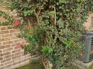 Bush Trimming by Clarence Bryant for Jerome B. in Houston, TX