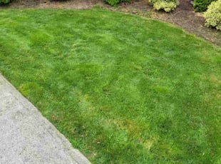 Grey H.'s Grass Cutting service result