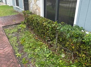 Bush Trimming by Michael Smith for Jessica G. in Margate, FL