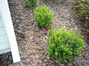 Michelle R.'s Flower Bed Weeding service result