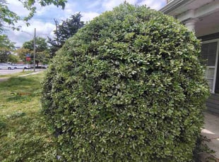 Bush Trimming by Michael Starnes for Praneeth N. in Norfolk, VA