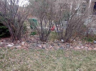 Bush Trimming by Tom Davis for Theresa S. in Denver, CO