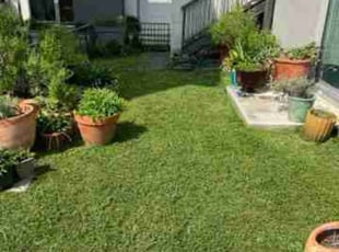 Bulcsu W.'s Lawn Care service result