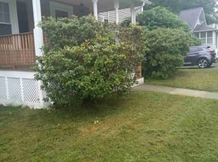 Bush Trimming by Albert Brown for Paul F. in Westwood, MA