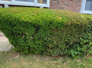 Bush Trimming by Jhon Reyes for James R. in Philadelphia, PA