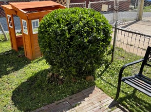 Bush Trimming by Fidel Rodriguez for Phillip W. in Washington, DC