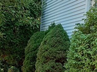 Bush Trimming by Peter Monopoli for Charles G. in Randolph, MA