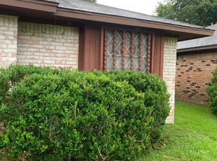 Bush Trimming by Antonio Infante for Todd M. in Houston, TX