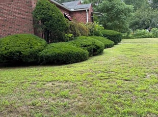 Heather T.'s Bush Trimming service result