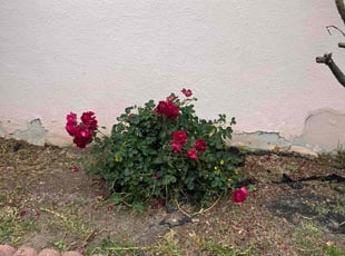 Bush Trimming by Fernando Gomez Rodriguez for Cecil C. in Norwalk, CA