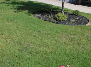 Wiley Y.'s Lawn Care service result