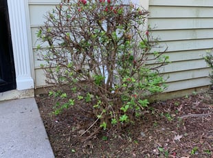 Bush Trimming by Eduardo Flores Rodriguez for Kiah C. in North Potomac, MD