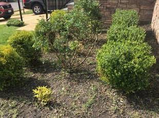 Bush Trimming by Tim Sturtz for Clifton W. in Williamsburg, VA