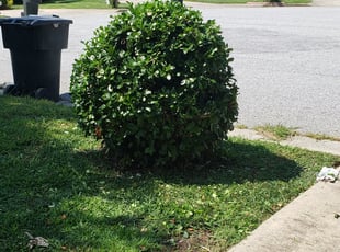 Bush Trimming by Marie Torres for Mode S. in Greensboro, NC