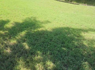 Resa C.'s Lawn Mowing service result
