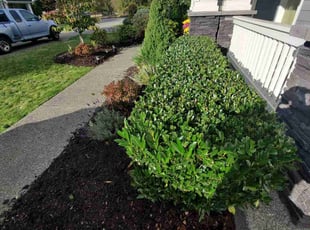 Bush Trimming by Coben Varland for Tom w. in Kirkland, WA