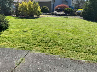 Kyle M.'s Lawn Service service result
