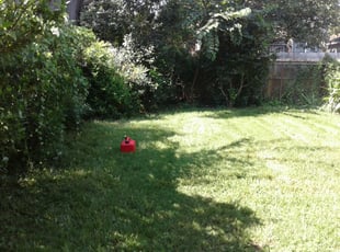 Bush Trimming by Monica, Whitehead for Sylvia B. in Norfolk, VA