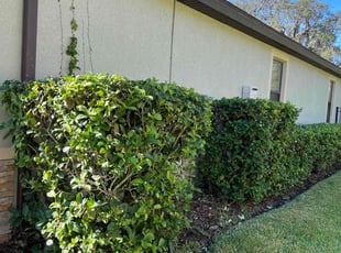 Bush Trimming by Efrain Marrero for Jennifer L. in Tampa, FL