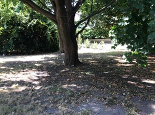 Bush Trimming by Dontrell Hood for Thomas W. in Milwaukee, WI