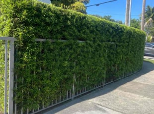 Bush Trimming by Raรบl Garcรญa for Lori F. in Miami, FL