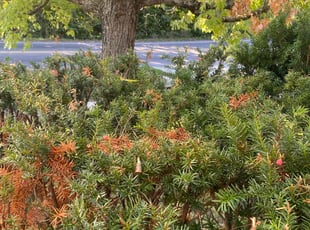 Bush Trimming by Caleb Keoler for Greg w. in Cincinnati, OH