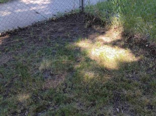 Leaf Removal by Rolf Johnson for Jorge S. in Minneapolis, MN
