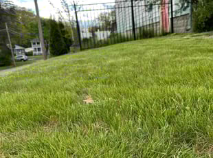 Amelio W.'s Lawn Care service result