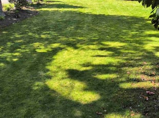Michael J.'s Lawn Service service result
