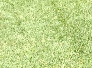 Elizabeth O.'s Lawn Mowing service result