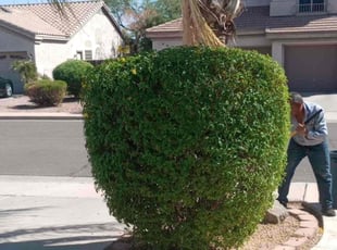 Bush Trimming by Sergio Laurean for Melina S. in Chandler, AZ