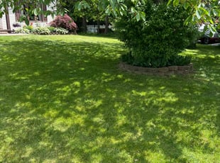 Cory P.'s Lawn Mowing Service service result
