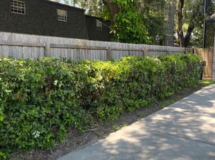 Bush Trimming by Deidra James for Jonathan T. in Orlando, FL
