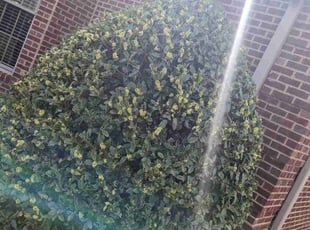 Bush Trimming by Justin Woodruff for Wayne L. in Greer, SC