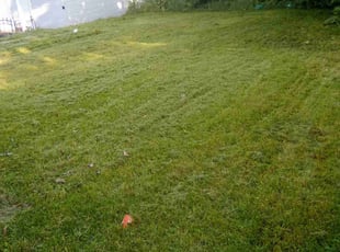 Juanita R.'s Lawn Mowing Service service result
