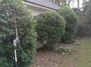 Bush Trimming by Marvel Carmichael for Deon A. in Altamonte Springs, FL