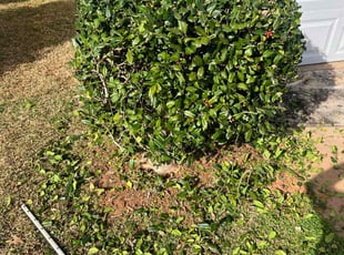 Bush Trimming by Agustin Valle for Jocquelyn D. in Charlotte, NC