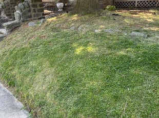 Madalyn B.'s Lawn Maintenance service result