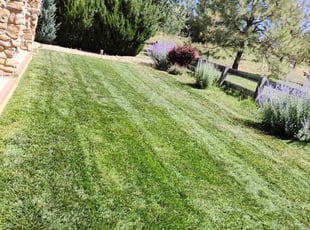 Sarah C.'s Grass Cutting service result